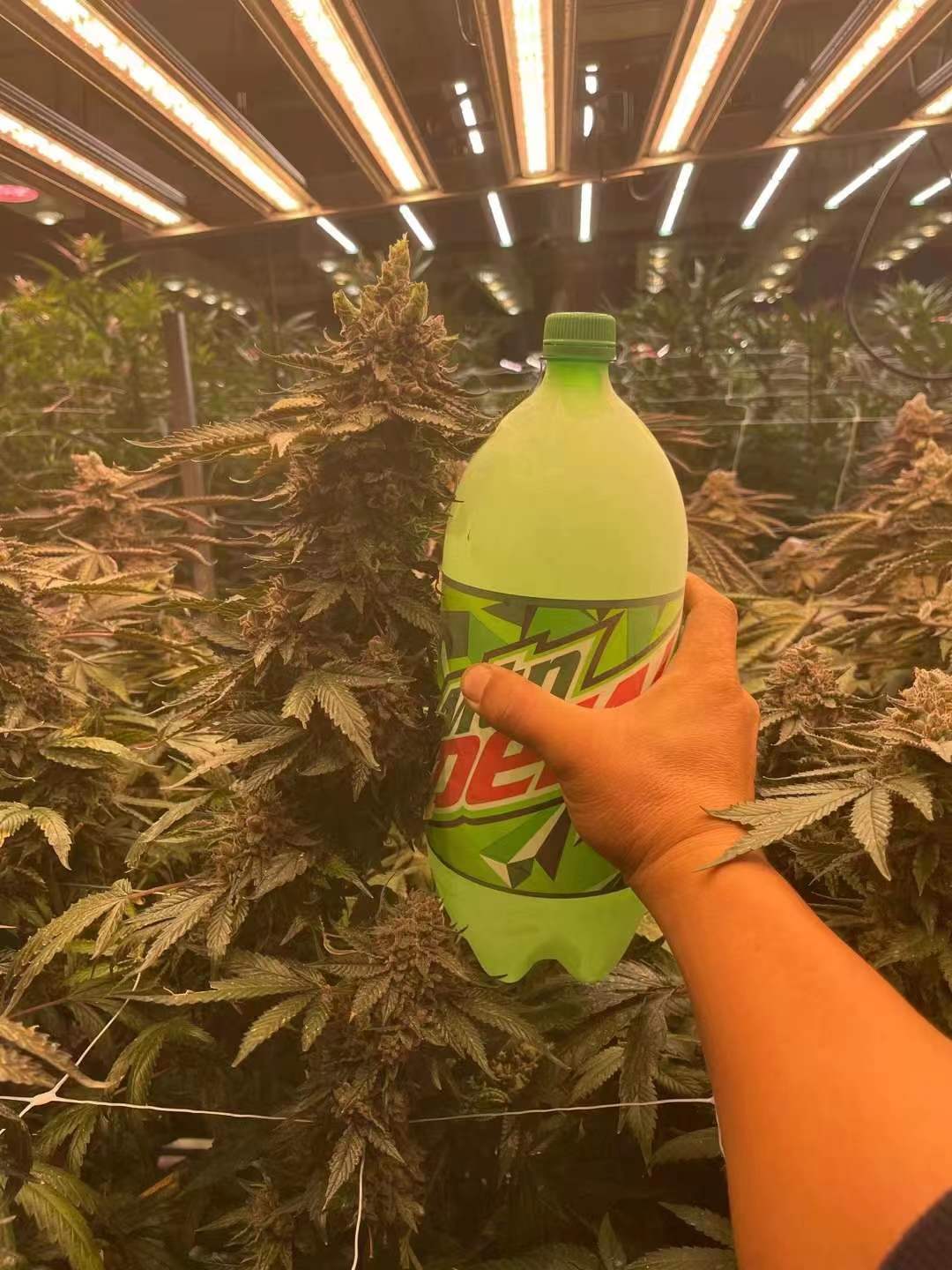 Proyecto HortiBloom - Cultivo hidropónico con LED